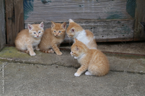 Cat / Little kittens © leomalsam