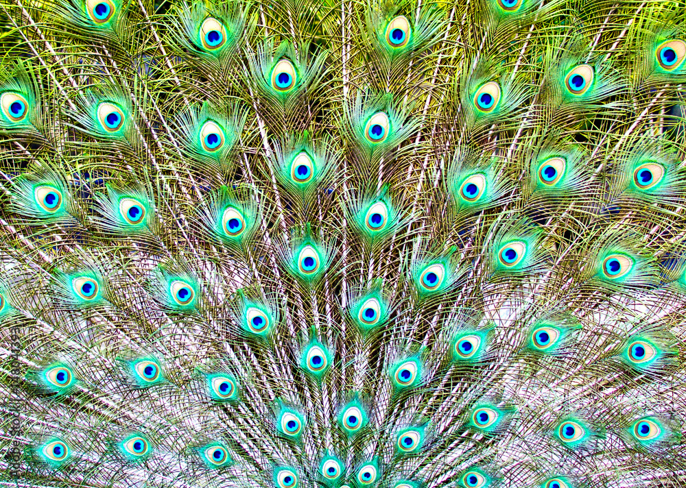 Obraz premium peacock tail