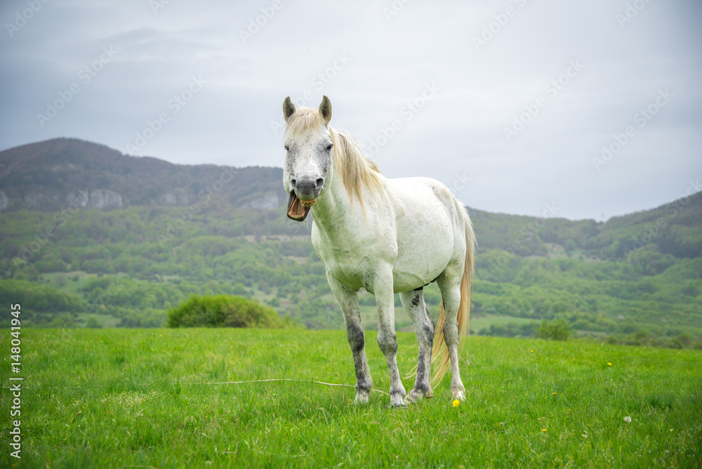 White horse with a funny grimace on a nature background