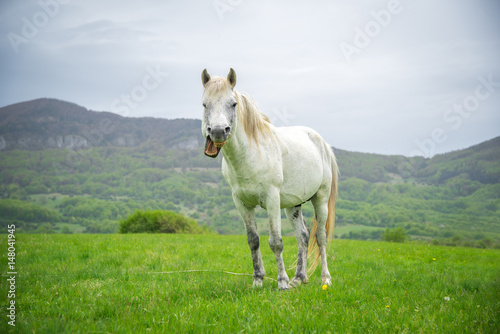 White horse with a funny grimace on a nature background © miladrumeva