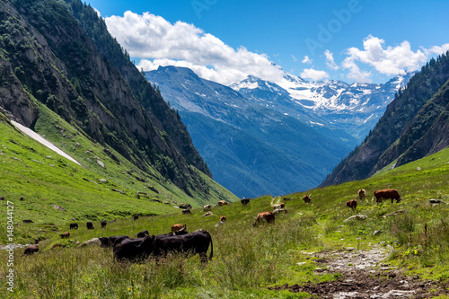 Alm in der Schweiz © hellfarmer