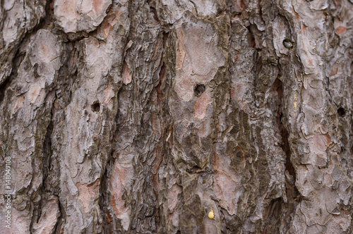 Pine tree bark with holes from beatles and worms