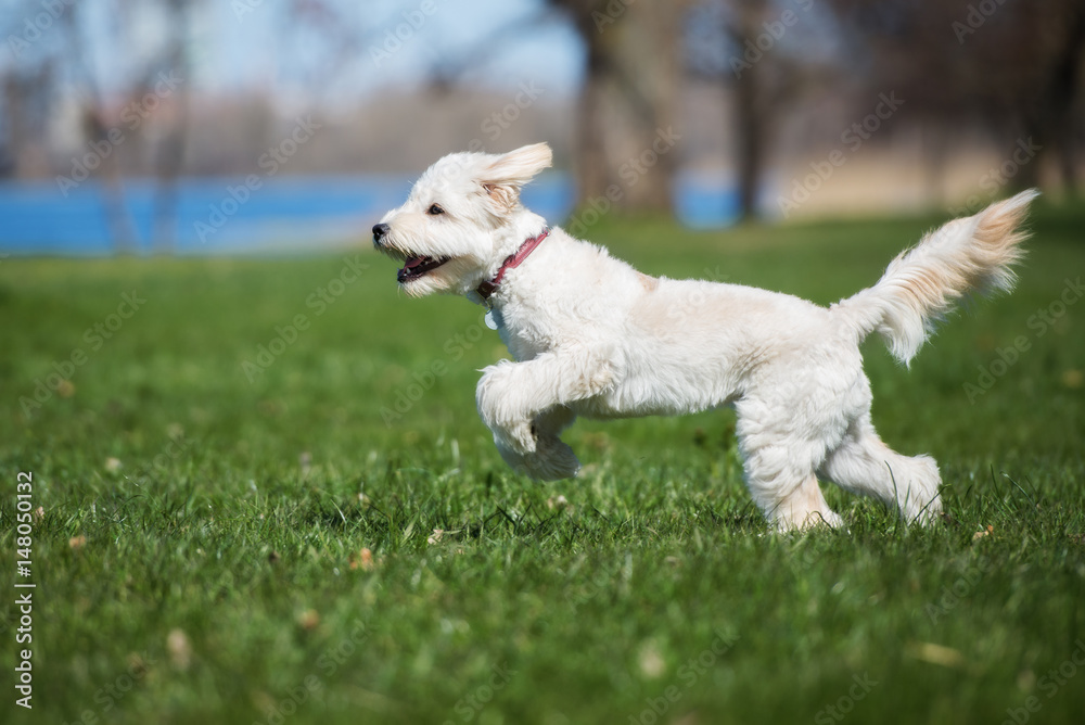 adorable labradoodle dog running outdoors adorable labradoodle dog running outdoors