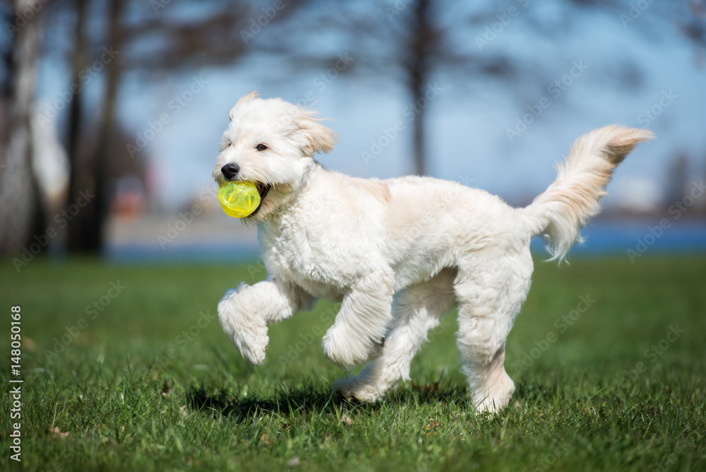 happy mixed breed dog running outdoors with a ball happy mixed breed dog running outdoors with a ball