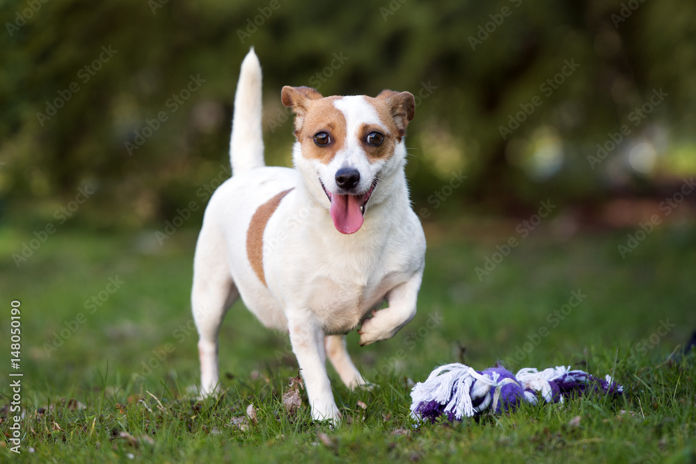 jack russell terrier dog standing outdoors