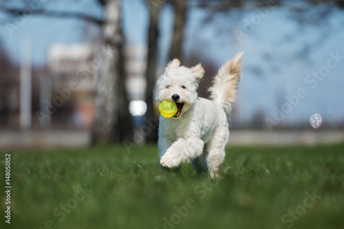 happy labradoodle dog running with a ball