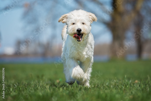 happy labradoodle dog running outdoors