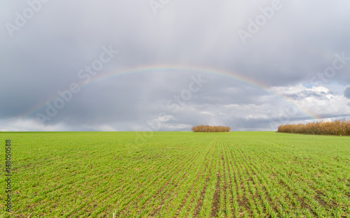 real rainbow over green agricultural field