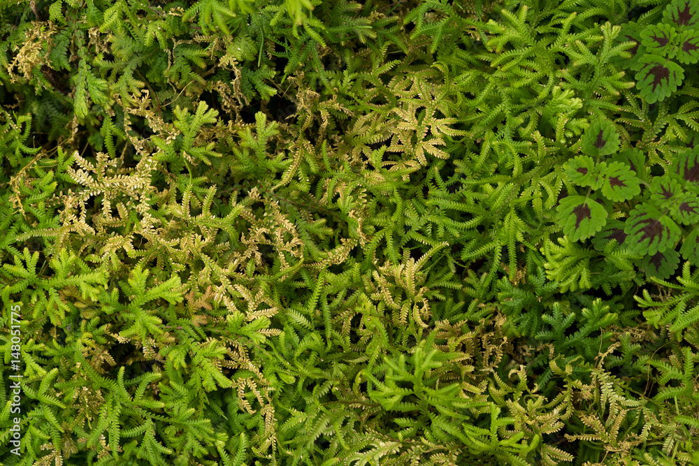Bush leaves Bush leaves