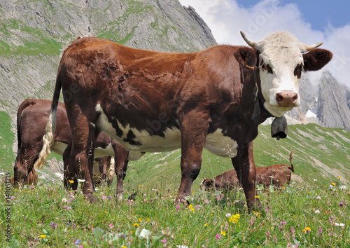 vache abondance avec cloche au coudans les alpages de Savoie