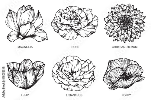 Collection of flowers drawing and sketch with line-art on white backgrounds.