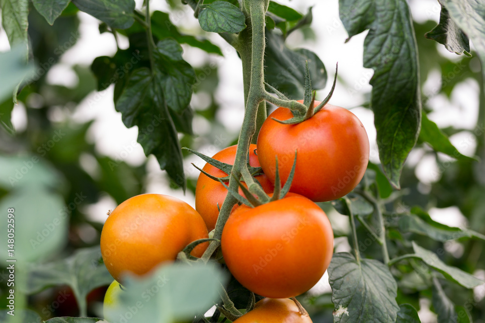 Detalle ramo de tomates
