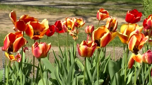Starker Wind bewegt rote und gelbrote Tulpen (horizontaler Kameraschwenk) photo