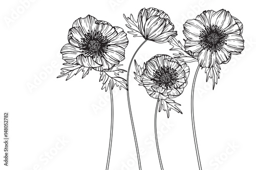 Anemone flowers drawing and sketch with line-art on white backgrounds.