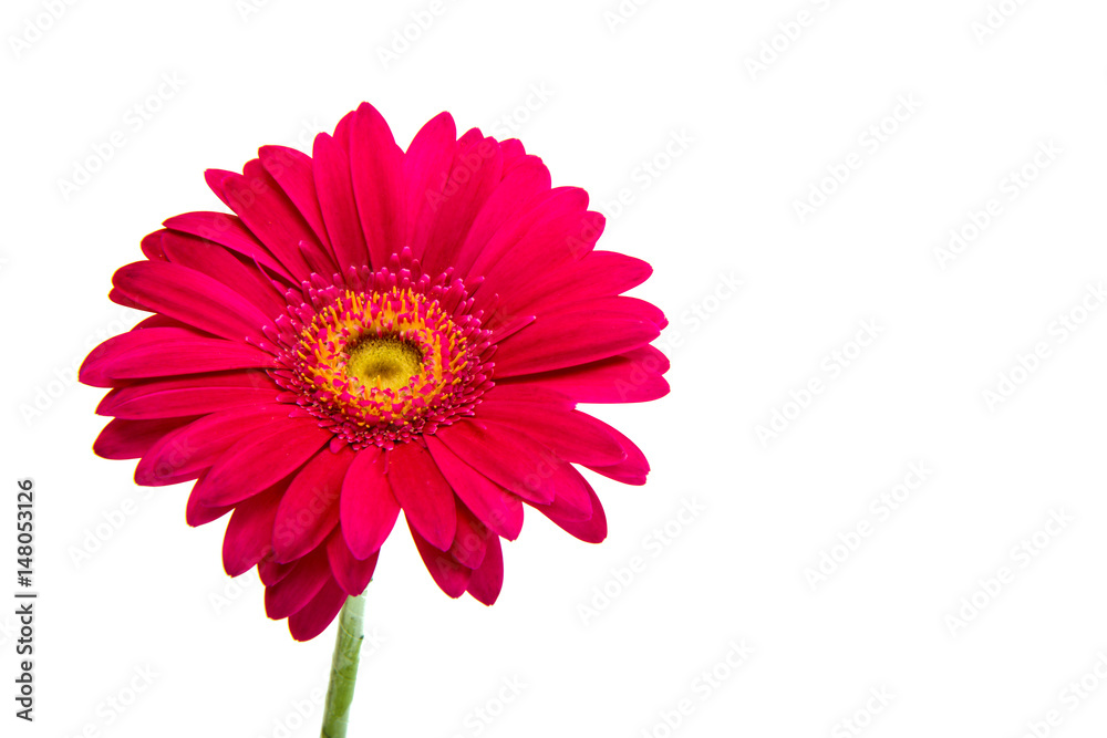 Beautiful gerbera flower