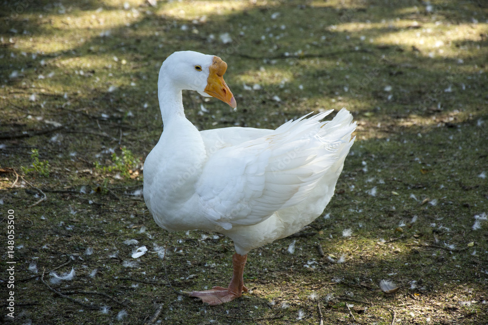 Fototapeta premium Bird 102