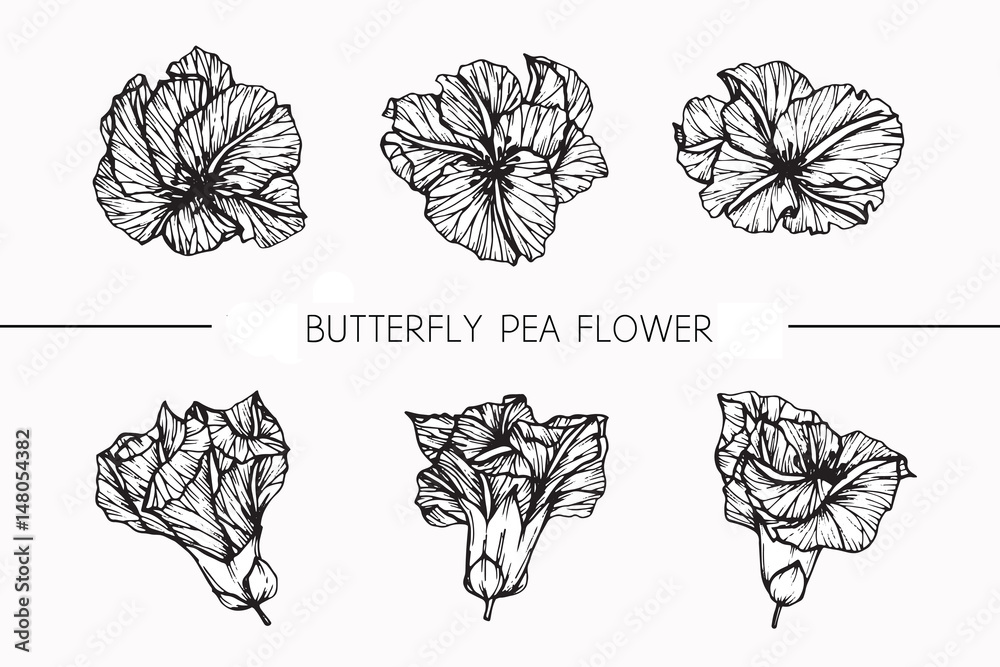 Butterfly pea flowers drawing and sketch with lineart on white