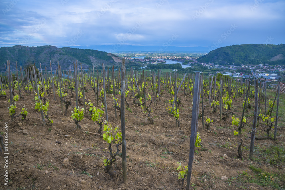 vignoble vallée du Rhône/ceps de vigne