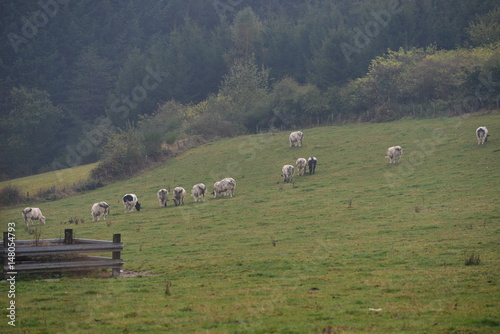 Cow on green field photo