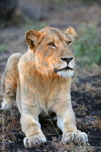 The Transvaal lion (Panthera leo krugeri), also known as the Southeast African lion,portait of young male