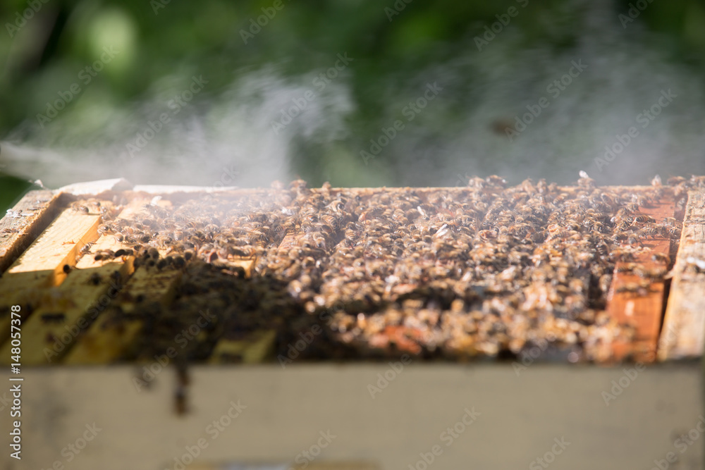 Fototapeta premium Calming the bees