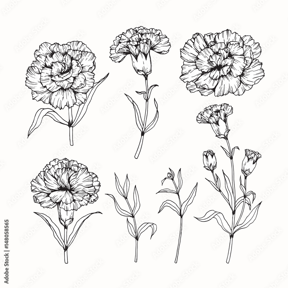 Carnation flowers drawing and sketch with line-art on white backgrounds ...