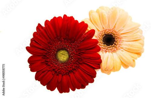 Beautiful gerbera flower