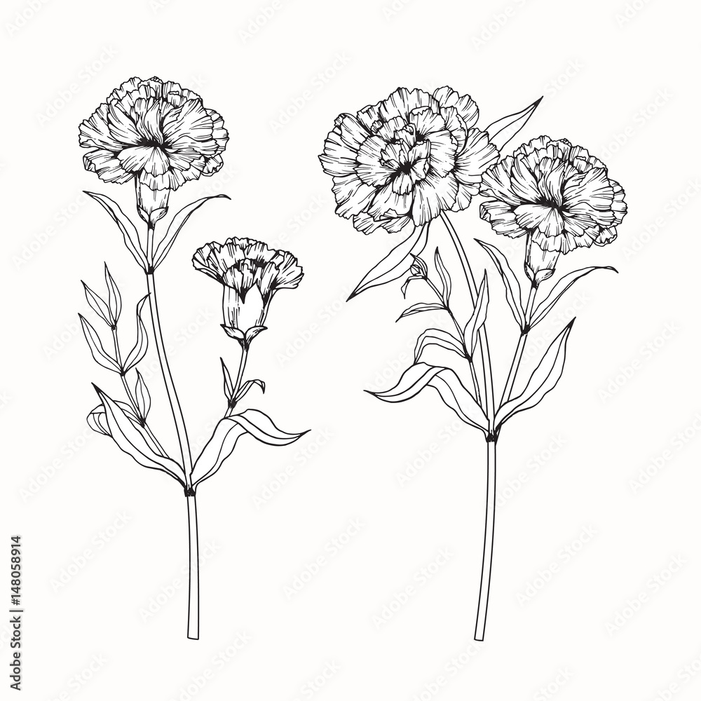 Carnation flowers drawing and sketch with line-art on white backgrounds ...