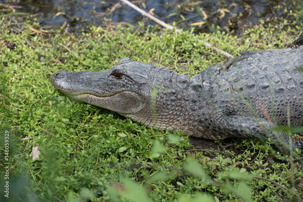 A four (4) foot long alliagator sunny himself in the mid-morning sun to warm up his blood at Aransas National Wildlife Refuge A four (4) foot long alliagator sunny himself in the mid-morning sun to warm up his blood at Aransas National Wildlife Refuge