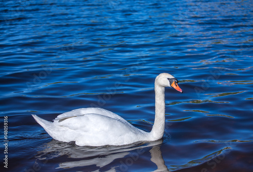 Swan swimming on the water in nature