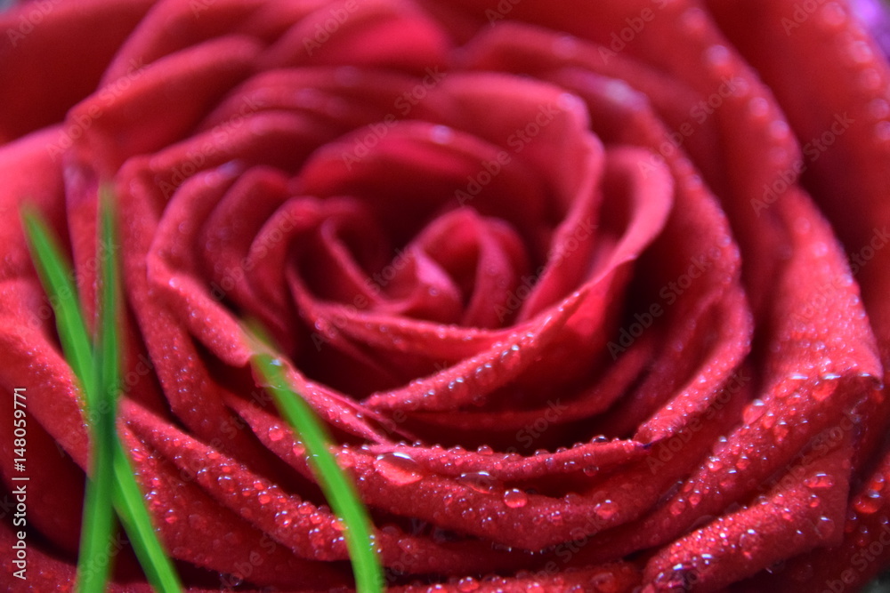 Rote Rose als Symbol der Liebe mit Wassertropfen auf den Blütenblätter Rote Rose als Symbol der Liebe mit Wassertropfen auf den Blütenblätter