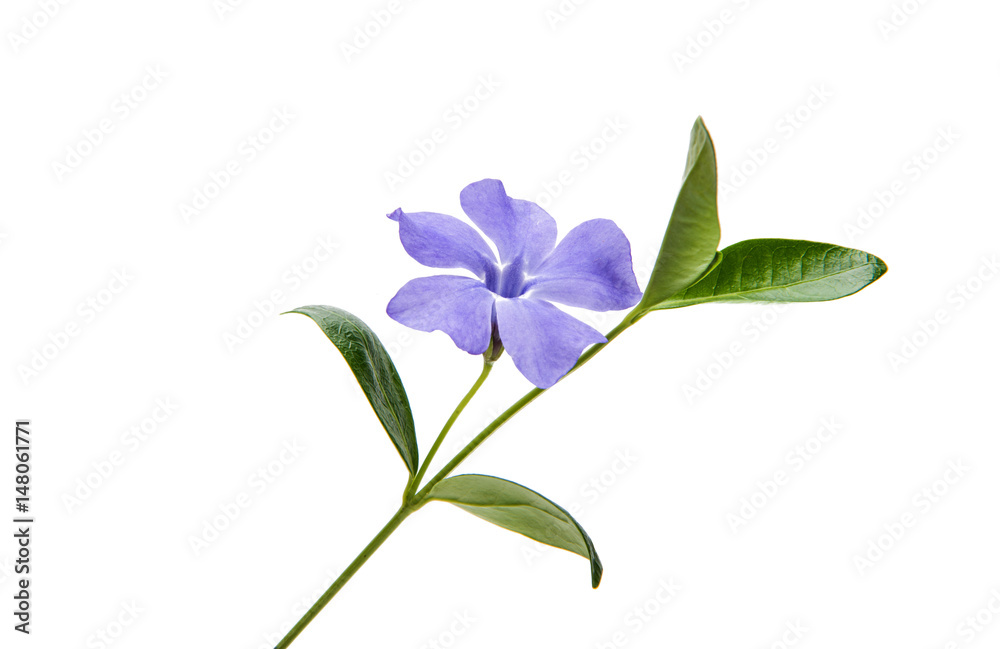 Flower vinca Flower vinca