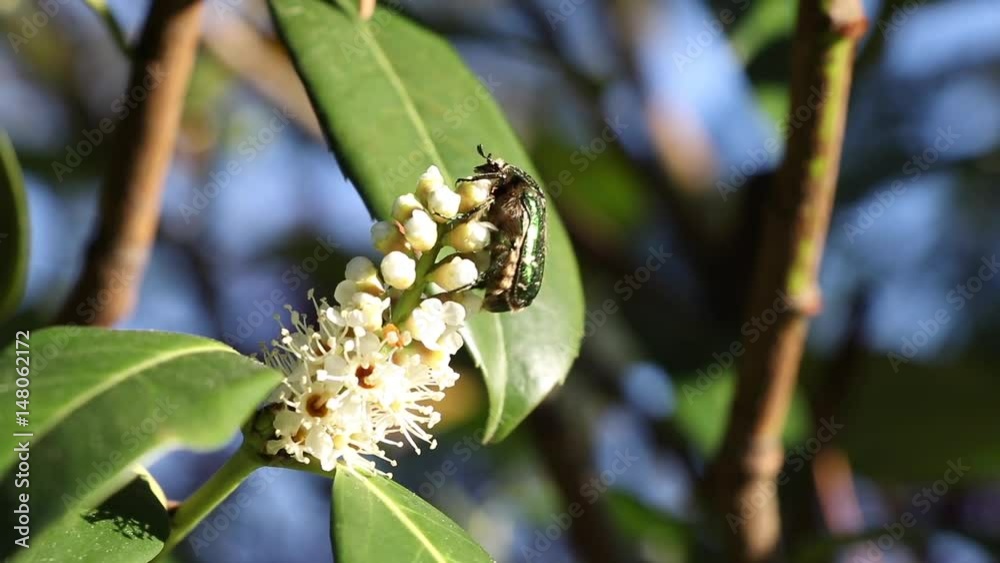 Green beetle on a white flower in the garden. Rose Chafer beetle, Cetonia Aurata. 