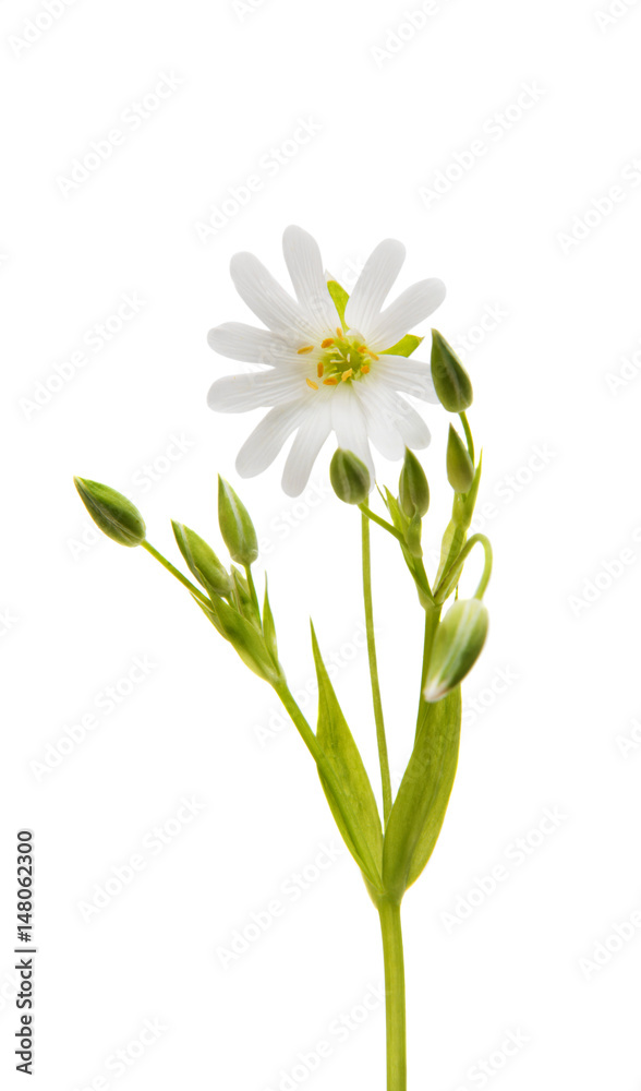 White flower White flower