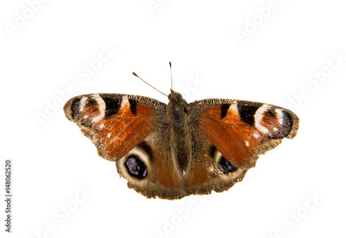 Butterfly peacock eye photo