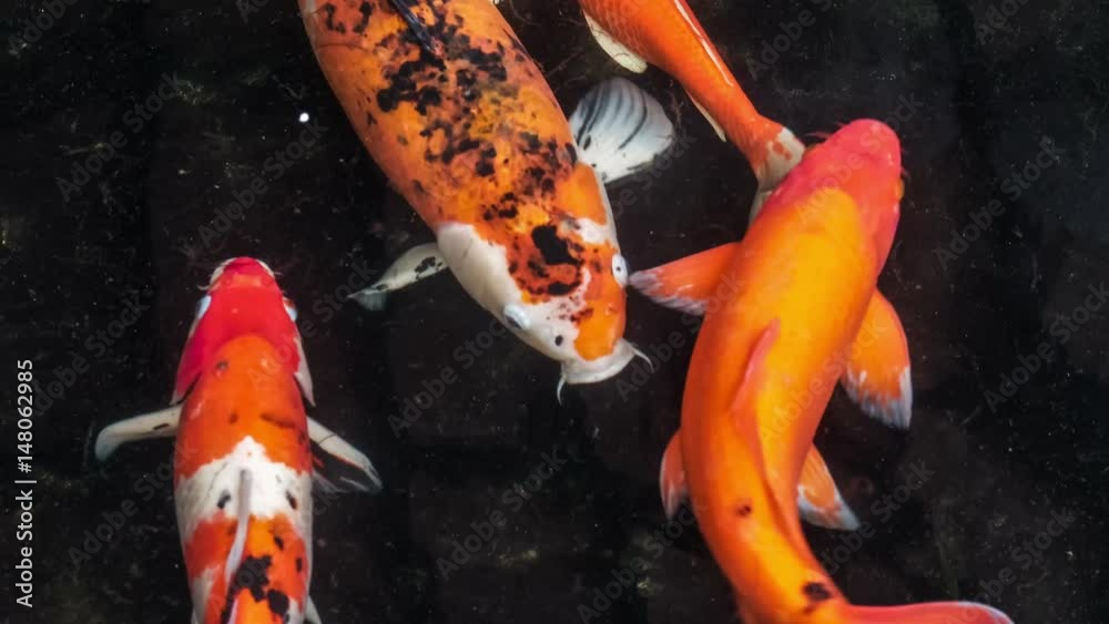 Multicoloured Koi fish swimming graceful in a water of an garden, Colorful koi fish in the pond with dark coloured ground moving around