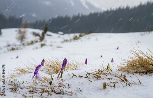 Fototapeta Naklejka Na Ścianę i Meble -  Irises under the snow. / Buds iris break out from under the snow, against the backdrop of the forest and mountains.