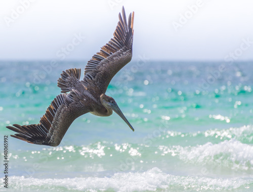 Φωτογραφία A brown pelican flies low over tropical sea water - Miami, Florida, USA