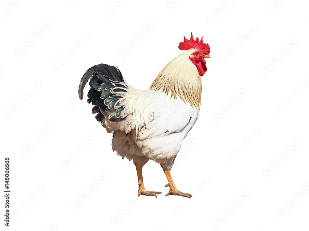 White cock with black and green tail. Rooster on white background, isolated