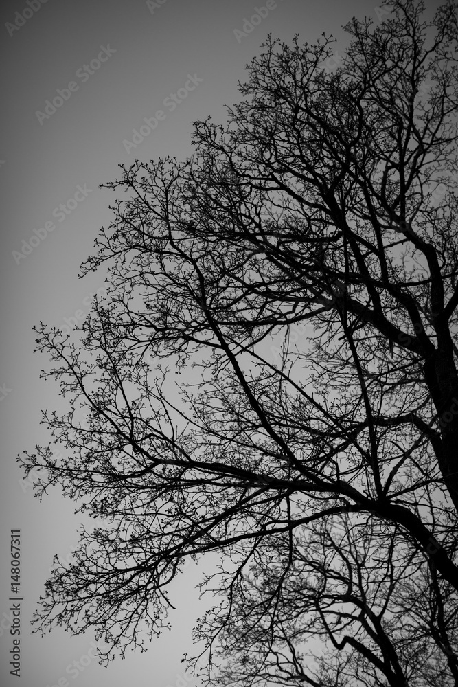 Tree silhouettes Tree silhouettes