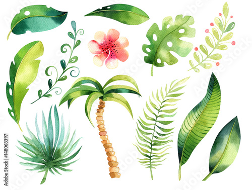 Tropical isolated illustration set. Watercolor boho tropic papm tree, leaves, green leaf, drawing, gungle exotic aloha illustration set photo
