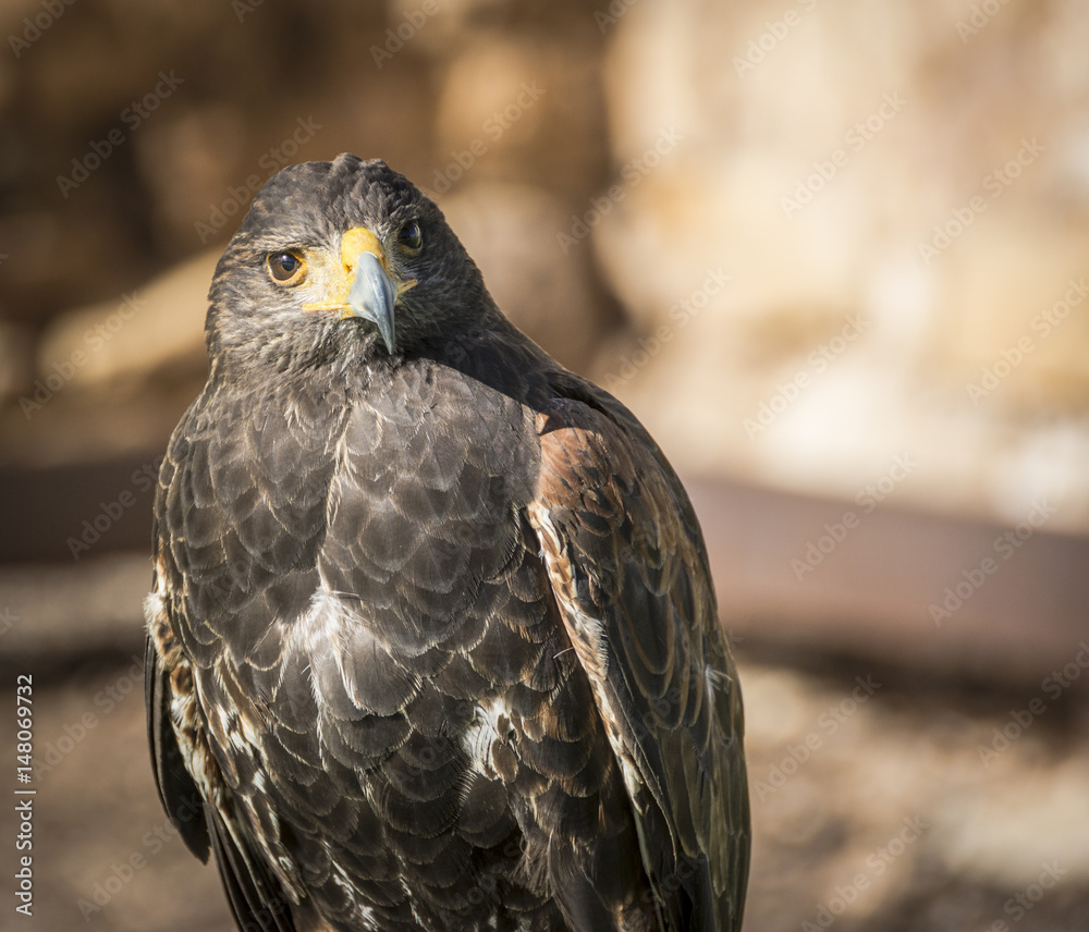 Close up of Harris Hawk or Parabuteo Unicintus Close up of Harris Hawk or Parabuteo Unicintus