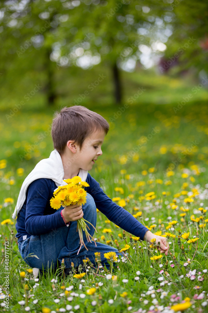 Sweet child, boy, gathering dandelions and daisy flowers Sweet child, boy, gathering dandelions and daisy flowers