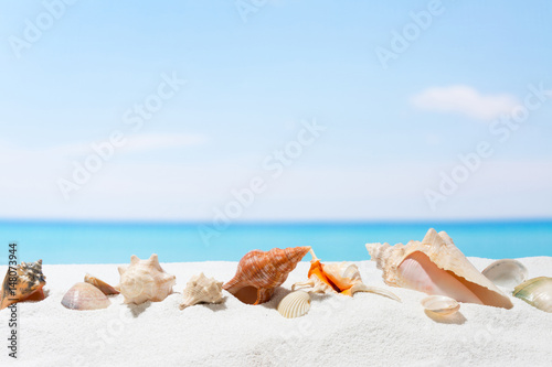 Seashell on the beach. Summer background with white sand