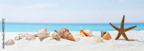 Banner summer background with white sand. Seashell and starfish on the beach.