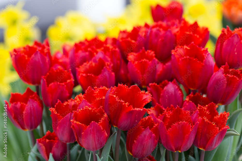 Fototapeta premium Tulip in Keukenhof park. Holland. Europe