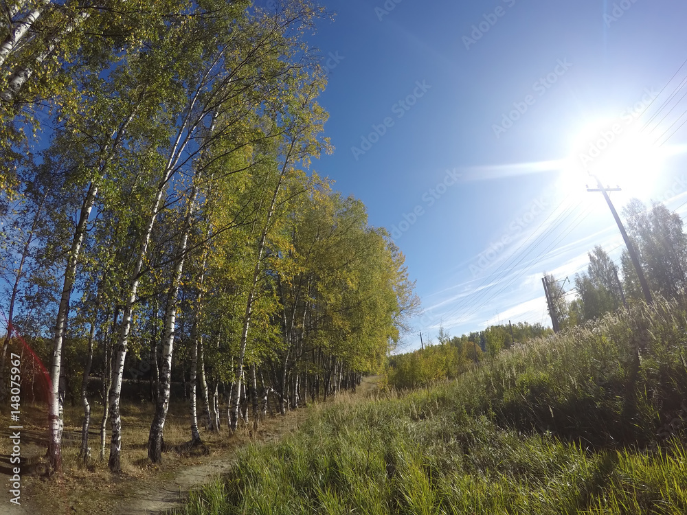 Fototapeta premium Birches near a footpath and the field on the other hand in the summer sunny day..