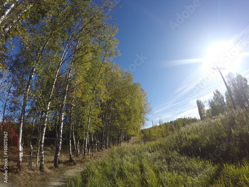 Birches near a footpath and the field on the other hand in the summer sunny day..