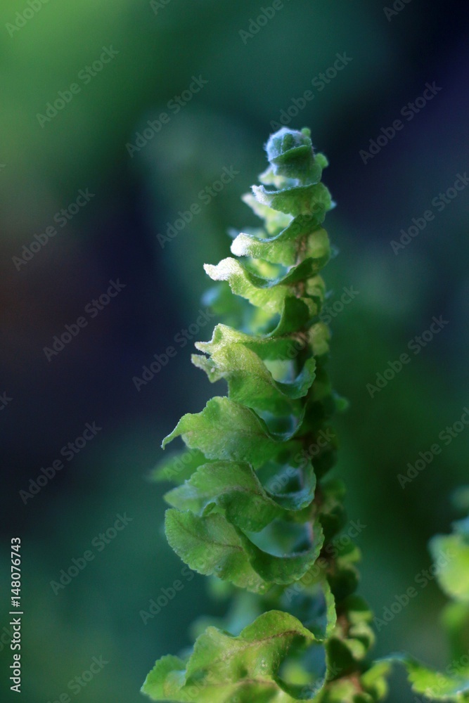 Naklejka premium Flower macro