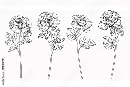 Rose flowers drawing and sketch with line-art on white backgrounds.